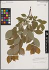 Foto von Salix caprea L.